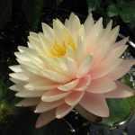 Nymphaea Blushing Bride