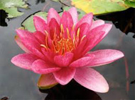 Nymphaea_Burgundy_princess_tavirozsa Nymphaea Burgundy princess