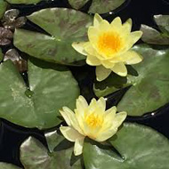 Nymphaea Chromatella tavirózsa