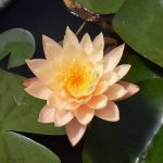 Nymphaea Clyde Ikins