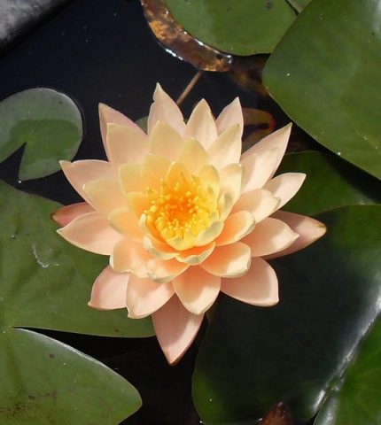 Nymphaea Clyde Ikins