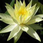 Nymphaea Colonel A.J. Welch