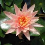 Nymphaea Colorado tavirózsa