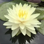Nymphaea Concordia