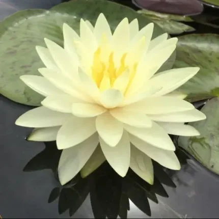 Nymphaea Concordia