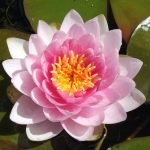 Nymphaea Darwin