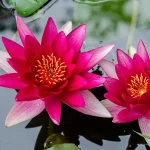 Nymphaea Escarboucle