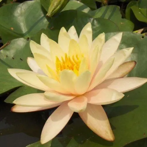 Nymphaea_Georgia_Peach Nymphaea Georgia Peach