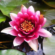 Nymphaea_Gloriosa_tavirozsa Nymphaea Gloriosa