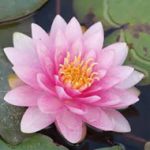 Nymphaea Hollandia tavirózsa