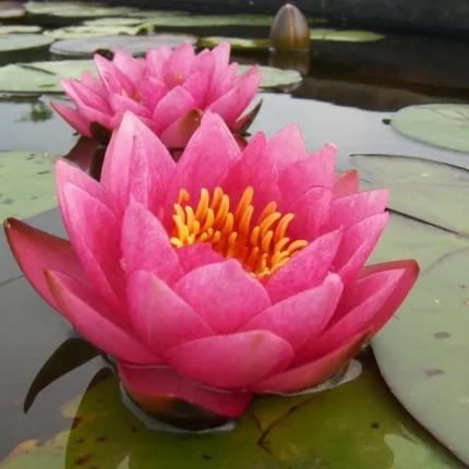 Nymphaea James Brydon