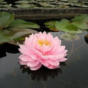 Nymphaea Lilypons