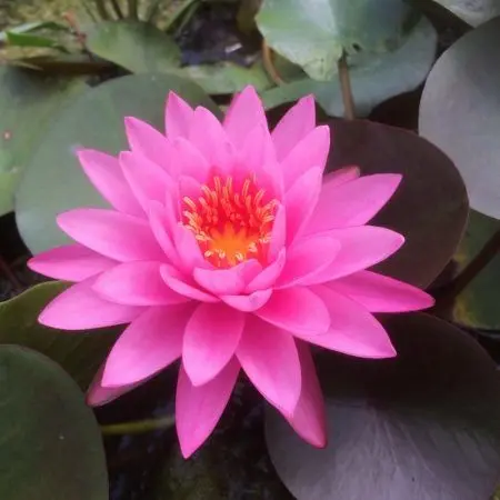 Nymphaea_Mayla Nymphaea Mayla