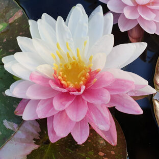 Nymphaea Painted Lady