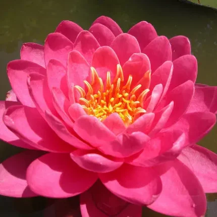 Nymphaea Perry’s Fire Opal