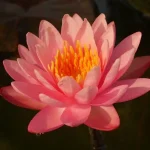 Nymphaea Perry’s Orange Sunset