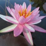 Nymphaea Pink Dawn