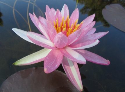 Nymphaea Pink Dawn