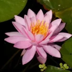 Nymphaea Pink Opal