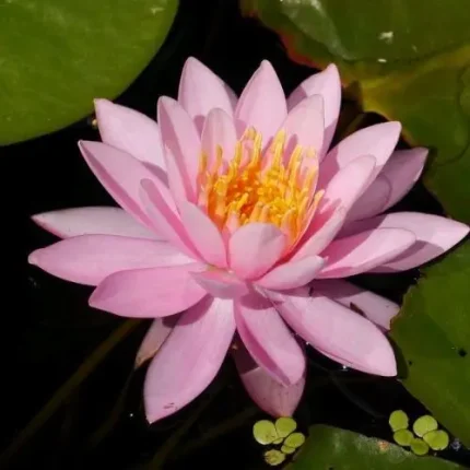 Nymphaea Pink Opal