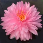 Nymphaea Pink Pom Pom