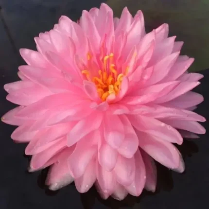Nymphaea Pink Pom Pom