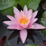 Nymphaea Pink Sensation