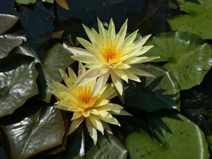 Nymphaea Pinwaree