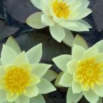 Nymphaea Pygmaea Helvola tavirózsa