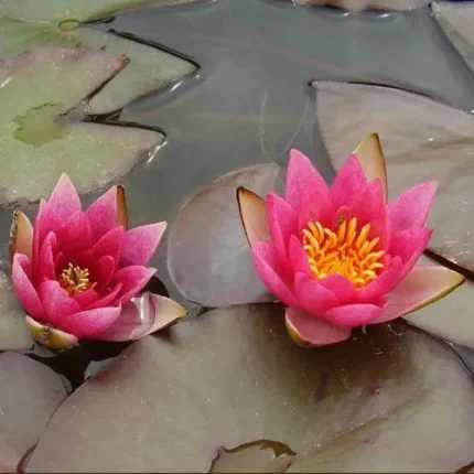 Nymphaea Pygmaea Rubra