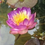Nymphaea Queen Sirikit