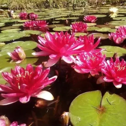 Nymphaea Red Paradise