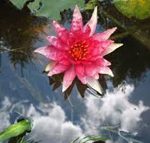 Nymphaea Red spider tavirózsa