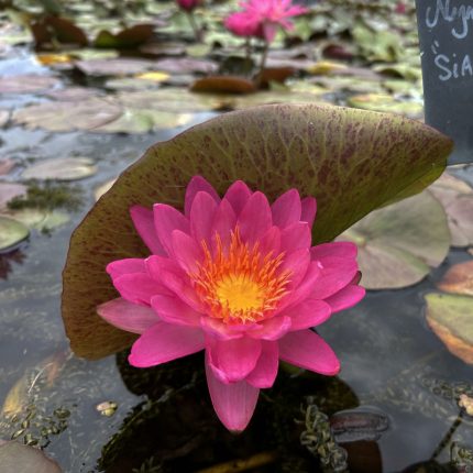 Nymphaea Siam Pink 2