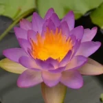 Nymphaea Siam Purple 1