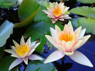 Nymphaea_Sioux_tavirozsa Nymphaea Sioux