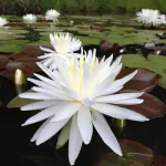 Nymphaea Snowflake