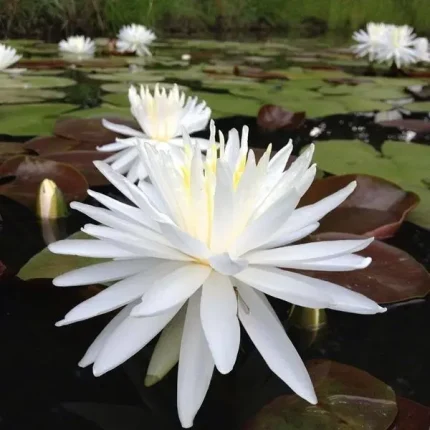 Nymphaea Snowflake
