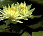 Nymphaea Sulphurea