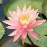 Nymphaea Sunny Pink