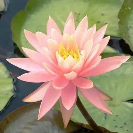 Nymphaea Sunny Pink