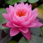 Nymphaea Supranee Pink