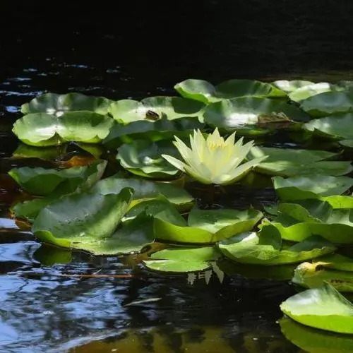 Nymphaea_Texas_Dawn Nymphaea Texas Dawn