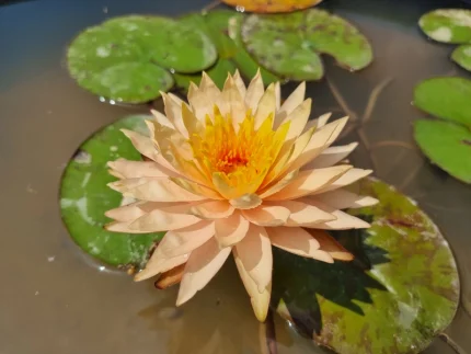 Nymphaea Tummaruksa
