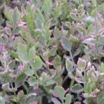 Oenanthe aquatica flamingo - Tarka levelű vízi mételykóró - kerti tavi növény