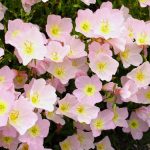 Oenothera speciosa 'Siskiyou' (Pompás ligetszépe)
