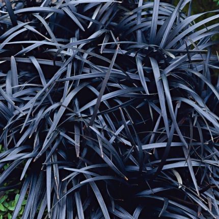 Ophiopogon planiscapus 'Niger' (Kígyószakáll) /fekete lomb/