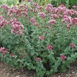 Origanum Rosenkupfel