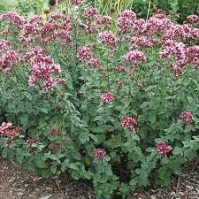 Origanum Rosenkupfel