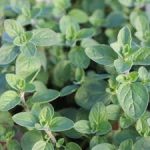 Origanum Supreme